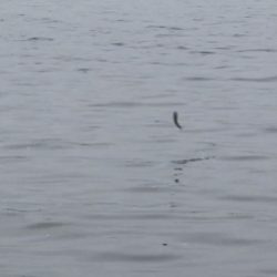 イナっこの大群